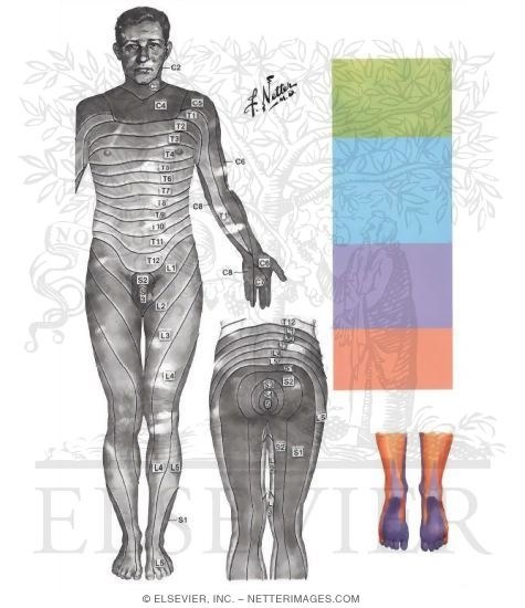Watermarked preview of unlabeled image: Sensory Impairment Related to Level of Spinal Cord Injury