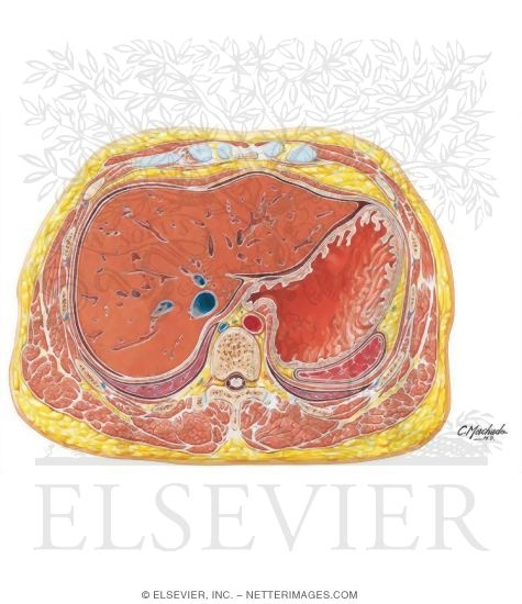 Abdomen: Esophagogastric Junction