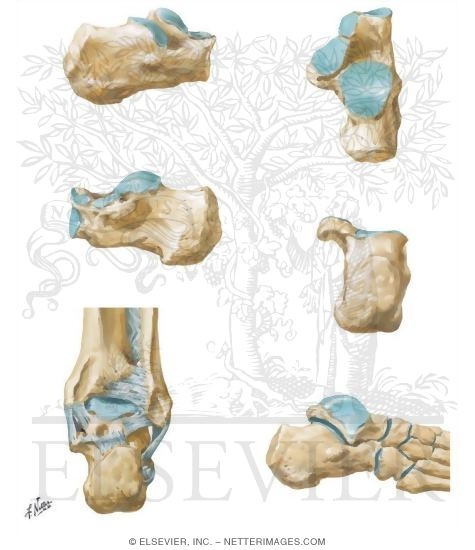 Calcaneus