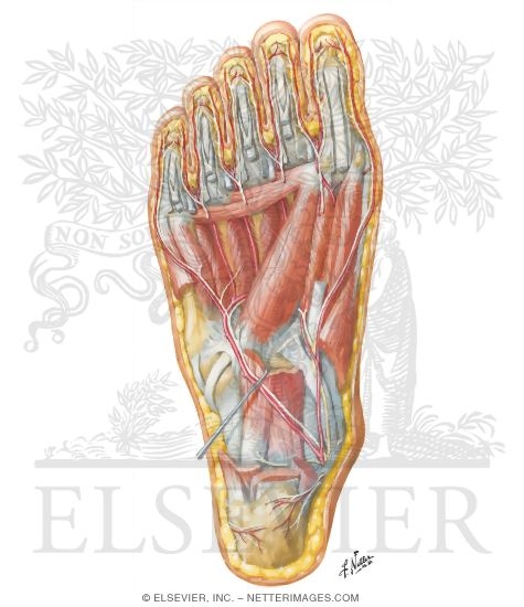 Muscles of Sole of Foot: Third Layer