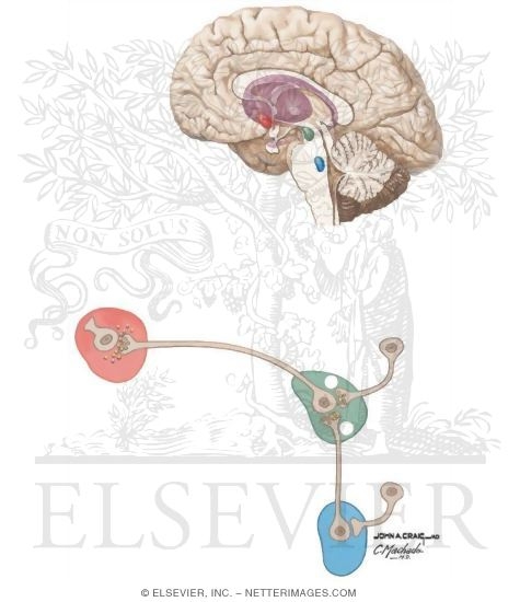 Brain Reward Circuit