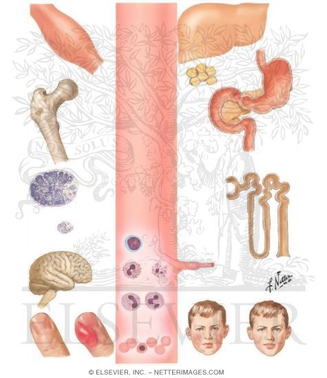 Watermarked preview of unlabeled image: Biologic Actions of Cortisol