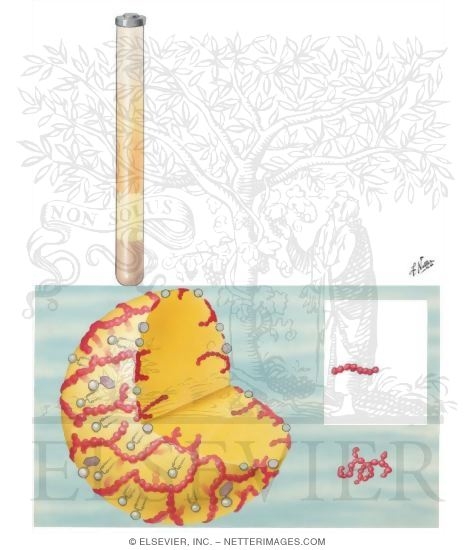 Watermarked preview of unlabeled image: Media of Fat Transport