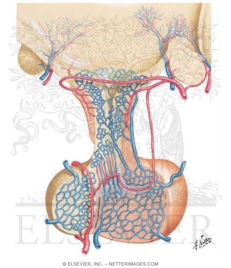 Blood Supply of the Pituitary Gland