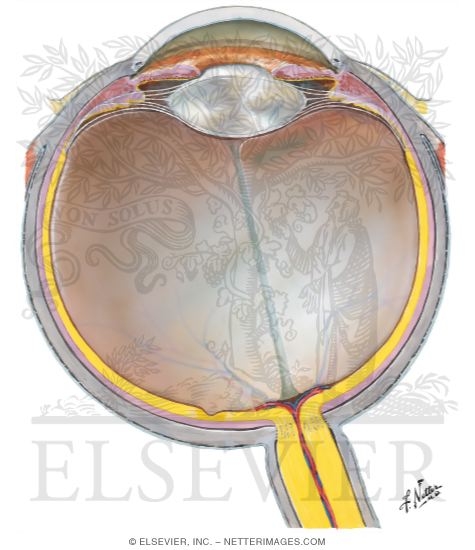 Anatomy of the Eyeball