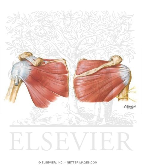 Muscles of Rotator Cuff