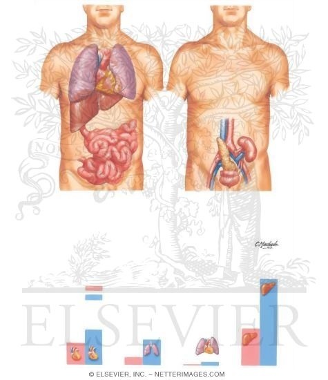 Watermarked preview of unlabeled image: Transplant: Surgical Considerations