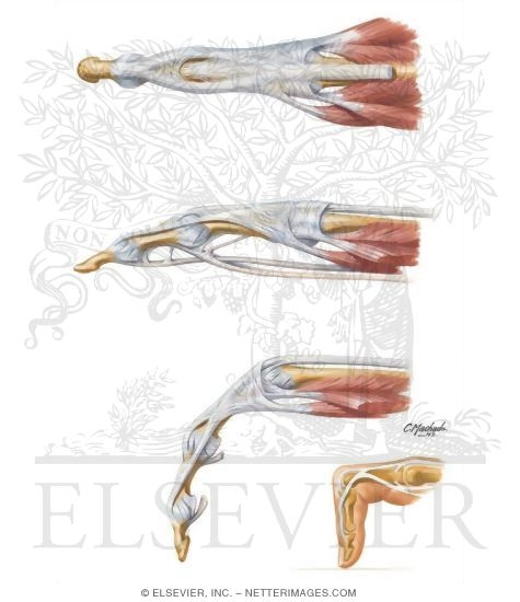 Flexor and Extensor Tendons in Fingers