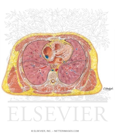 Thorax: Four Chambers of Heart