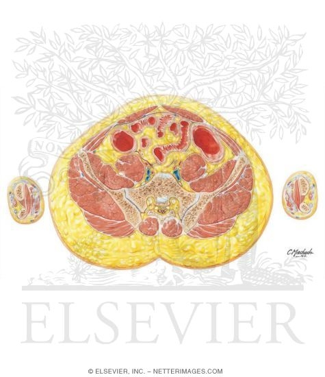 Abdomen: Sacral Promontory