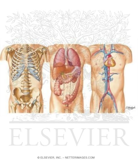 Watermarked preview of unlabeled image: Key Figure for Cross Sections
Muscles of Rotator Cuff