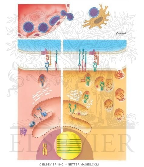 Immunology of Transplantation
