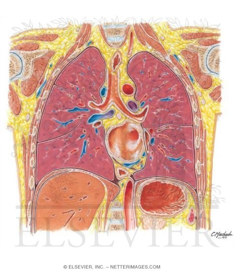 Thorax: Tracheal Bifurcation, Left Atrium
