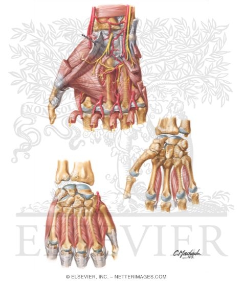 Intrinsic Muscles of Hand Biology Diagrams