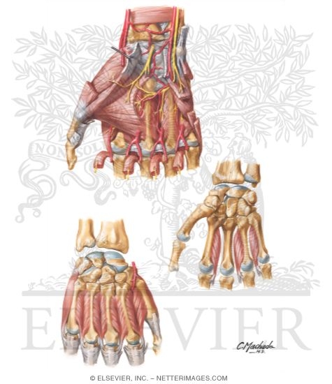 Intrinsic Muscles of Hand