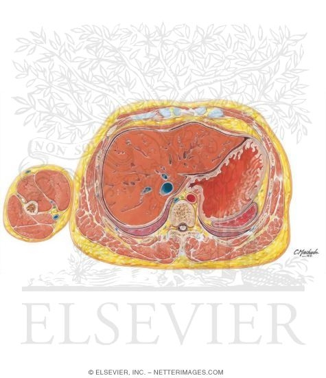 Abdomen: Esophagogastric Junction