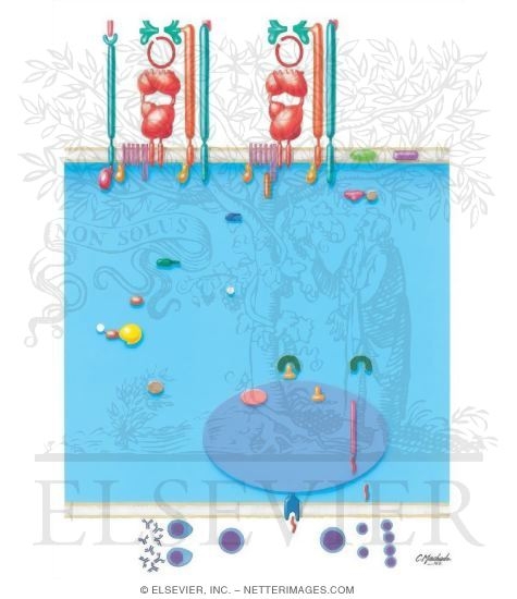 Watermarked preview of unlabeled image: Immunology of Transplantation: Lymphocyte Activation