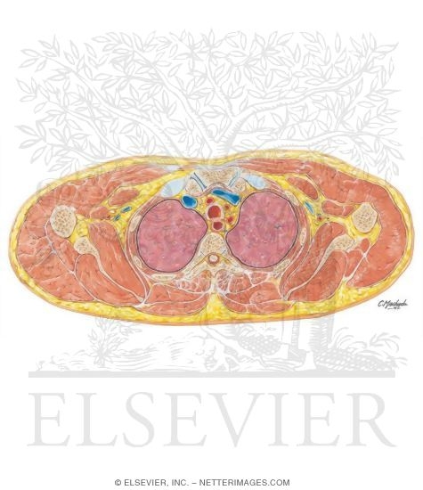 Thorax: Brachiocephalic Vessels