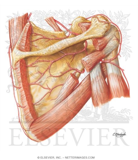 Axillary Artery and Anastomoses Around Scapula