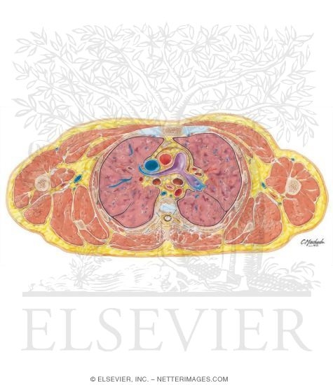 Thorax: Pulmonary Trunk