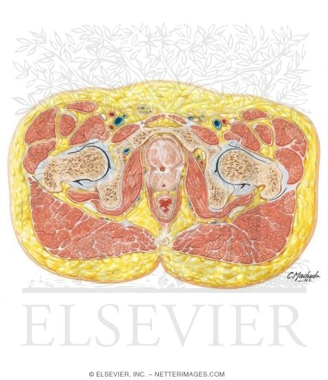 Male Pelvis: Bladder-Prostate Junction