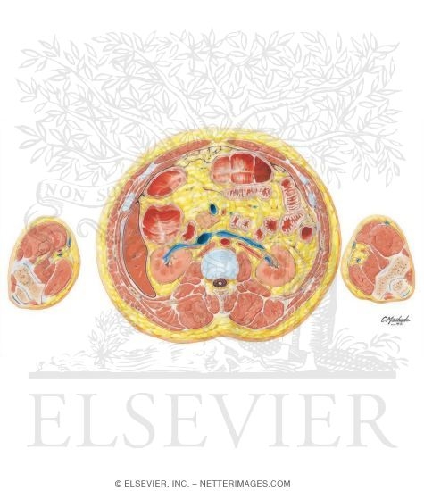 Abdomen-Renal Hilum and Vessels