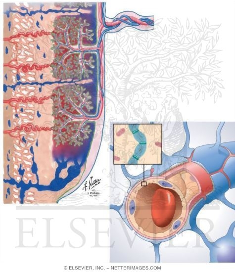 Watermarked preview of unlabeled image: Circulation In Placenta
Barriers