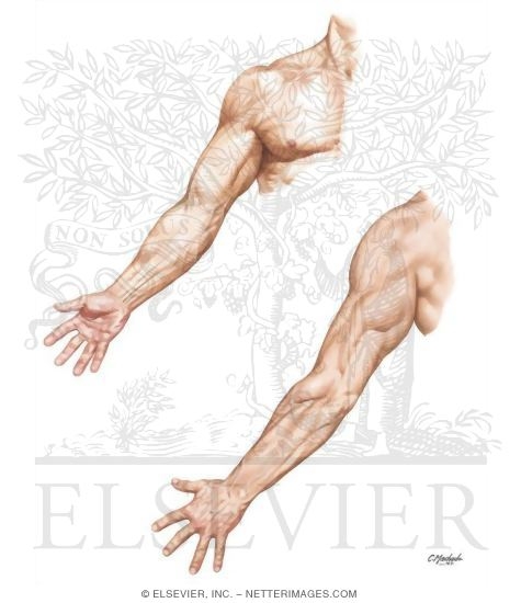 Topographic Anatomy of Forearm and Wrist