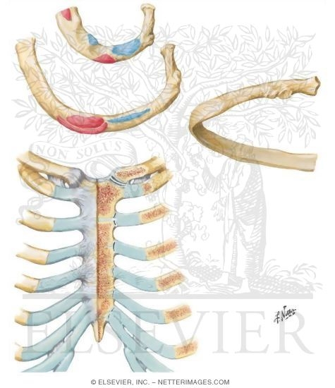 Ribs and Sternocostal Joints
Rib Characteristics and Costovertebral Articulations
Costovertebral Joints