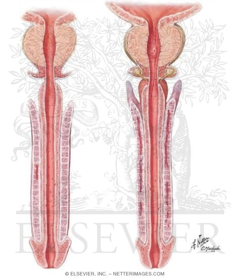 Urethra