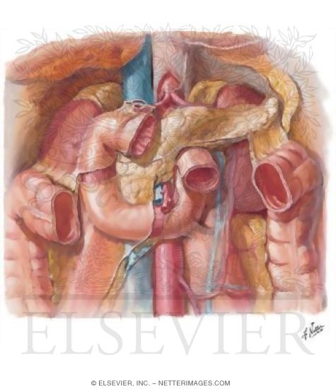 Duodenum In Situ