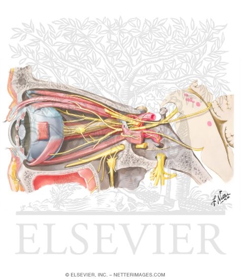 Oculomotor (III), Trochlear (IV) and Abducent (VI) Nerves: Schema