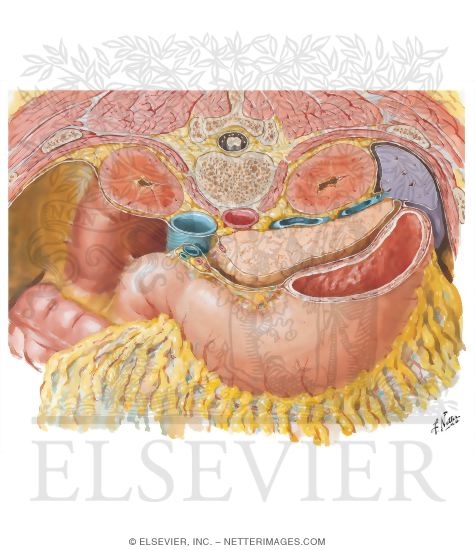 Omental Bursa: Cross Section