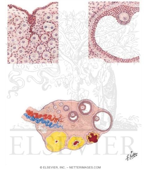 Ovary, Ova and Follicles