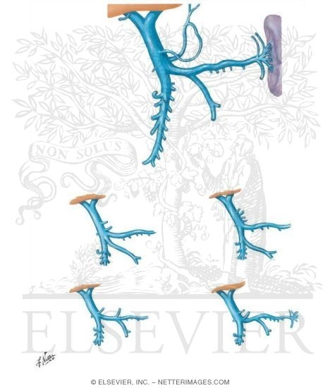 Variations of Hepatic Portal Vein