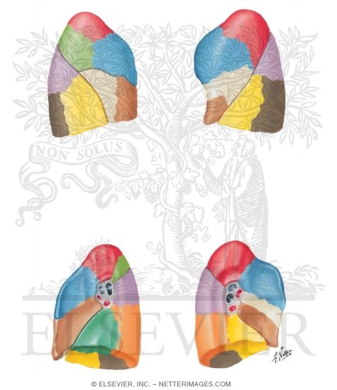 Bronchopulmonary Segments
