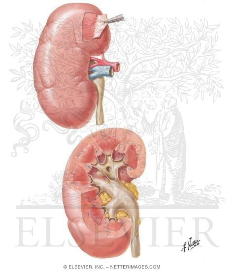 Anatomy Of The Kidney