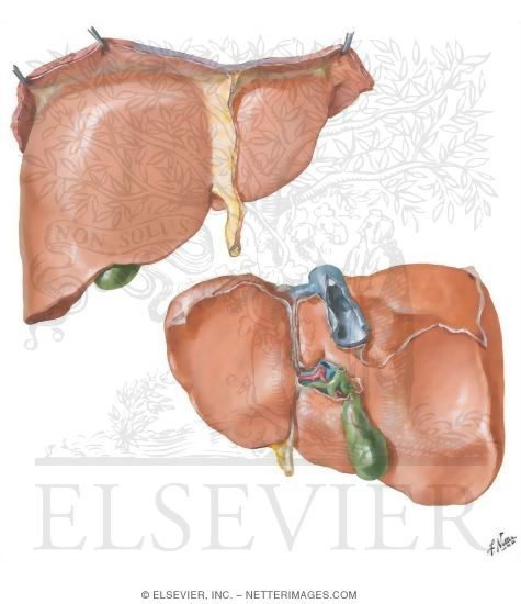 Liver Structure