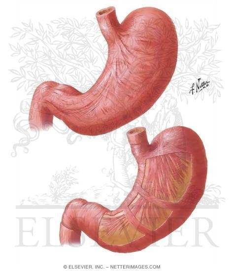 Watermarked preview of unlabeled image: Musculature of Stomach