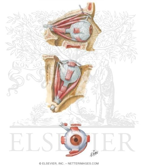Extrinsic Eye Muscles