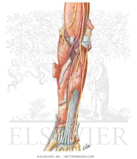 Arteries, Nerves, and Muscles of Upper Limb (Anterior View)
Muscles of Forearm (Deep Layer): Anterior View