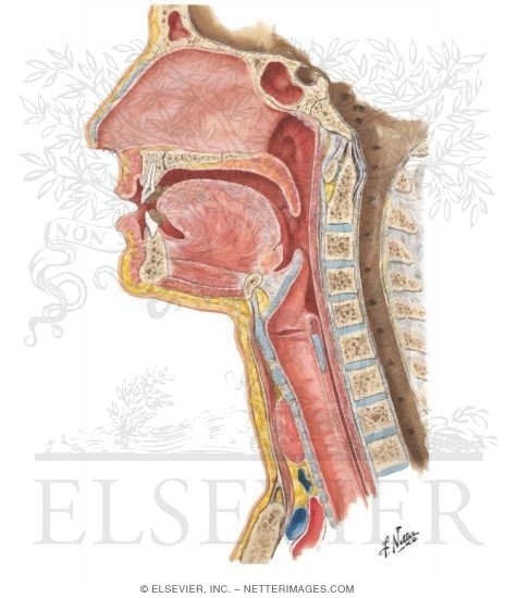 Pharynx: Median Section