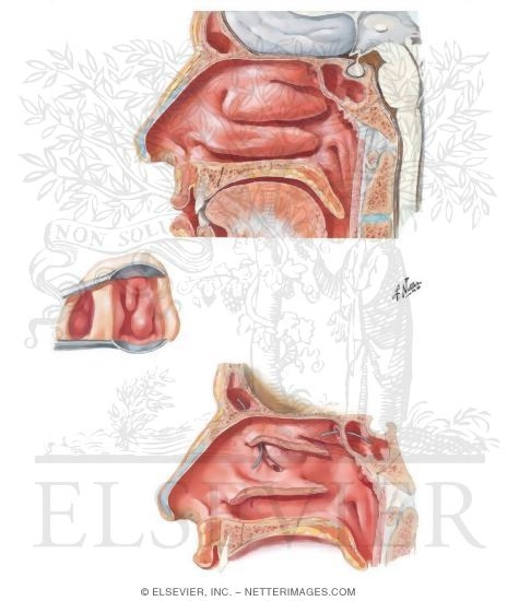 Lateral Wall of Nasal Cavity