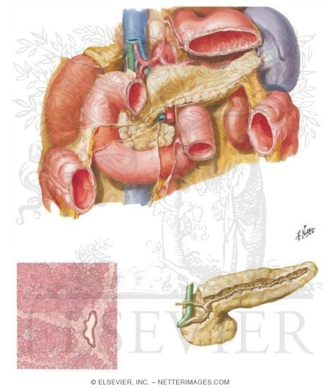 Pancreas In Situ