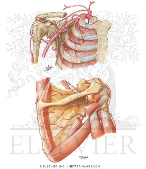 Axillary Artery and Anastomoses Around Scapula