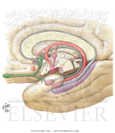 Major Afferent and Efferent Connections of the Hippocampal Formation
Major Afferent Connections of the Amygdala
Major Efferent Connections of the Amygdala