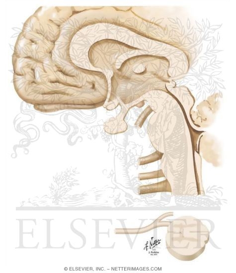 Paraventricular Nucleus of the Hypothalamus: Regulation of Pituitary Neurohormonal Outflow, Autonomic Preganglionic Outflow, and Limbic Activity