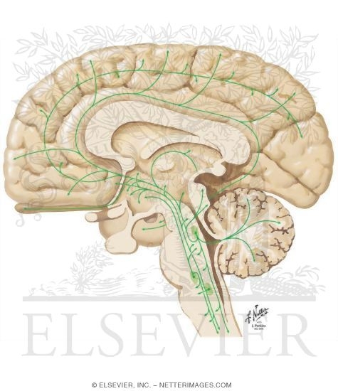 Noradrenergic Pathways