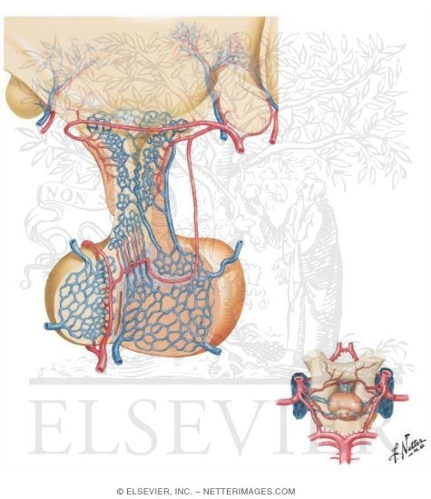 Blood Supply Of Hypothalamus And Pituitary Gland
