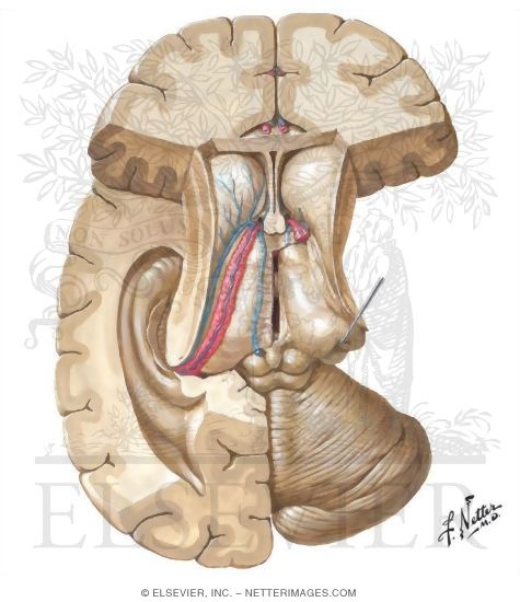 Thalamic Anatomy